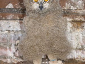 Eagle Owl chick
