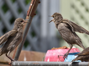 Fledgling Starlings having a tiff