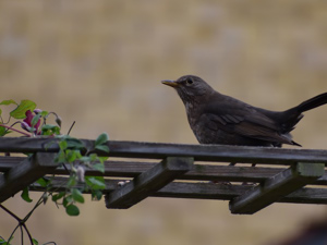 Blackbird (female)