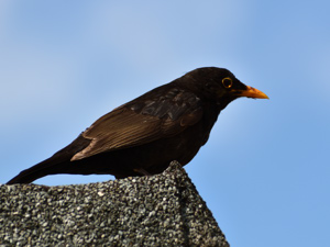 Blackbird (male)